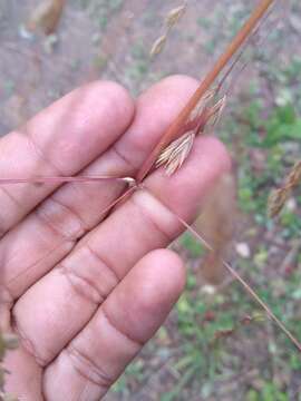 Plancia ëd Festuca amplissima Rupr. ex Galeotti