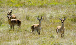 Image of Bohor Reedbuck