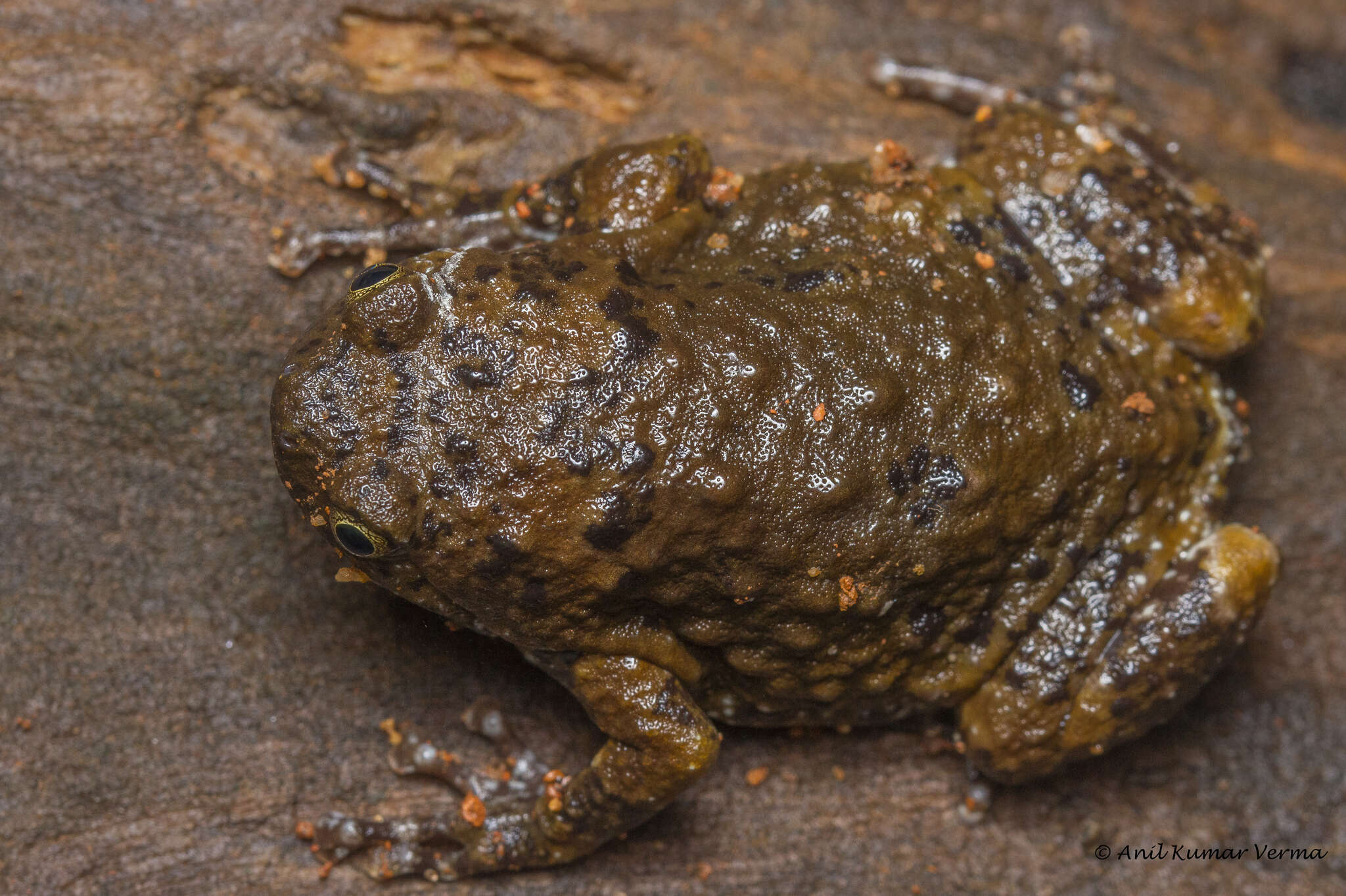 Image of Uperodon mormoratus (Rao 1937)