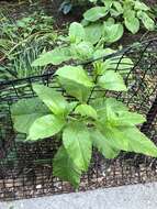 Image of Pokeweed mosaic virus