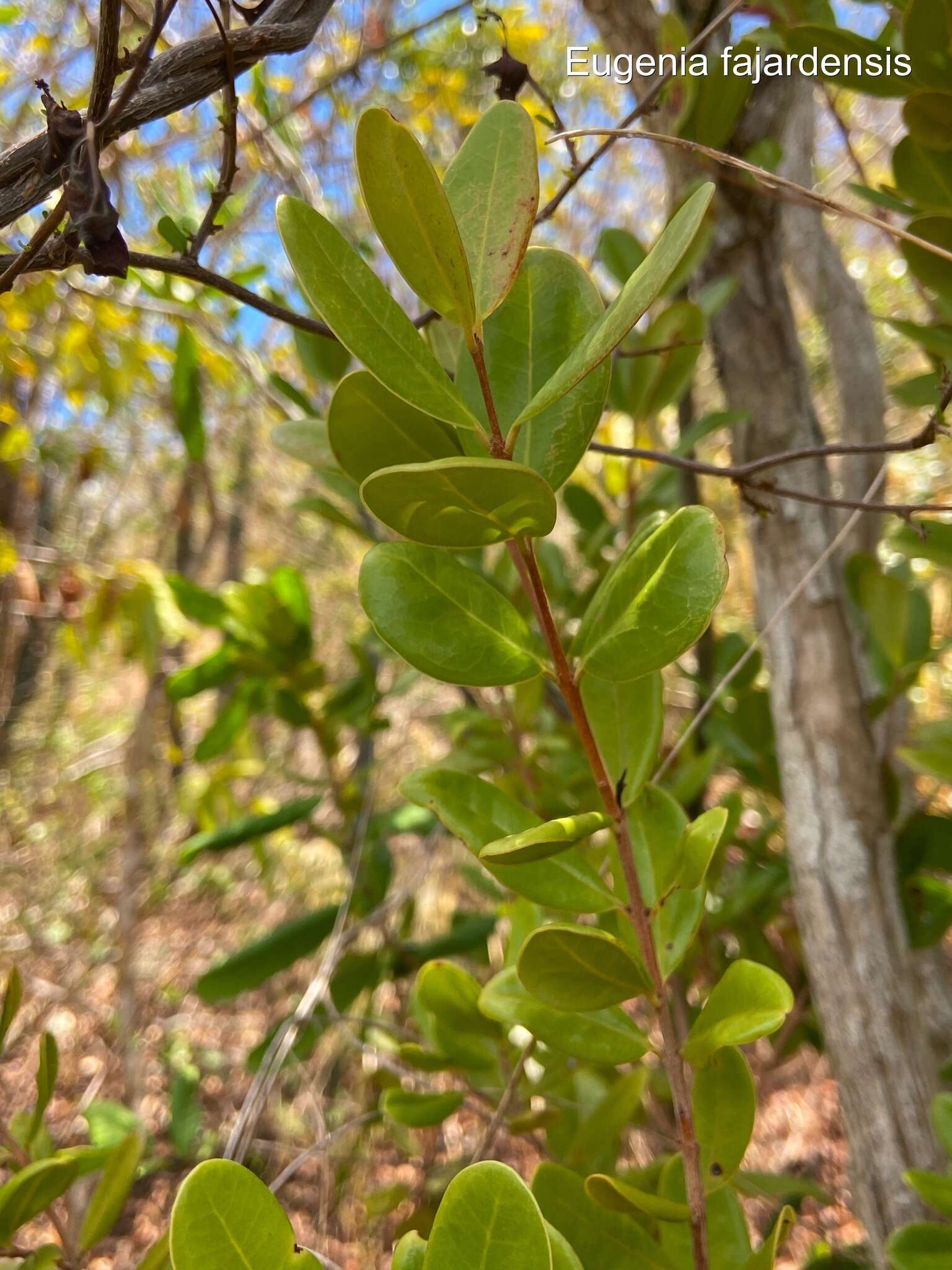 Image de bois d'Inde bâtard