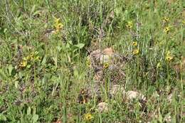 Image of Yellow Ophrys