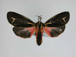 Image of Harnessed Tiger Moth