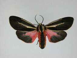 Image of Harnessed Tiger Moth