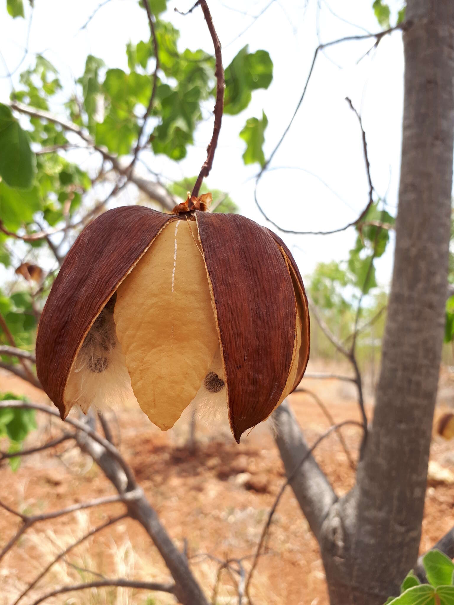 Imagem de Cochlospermum fraseri Planch.