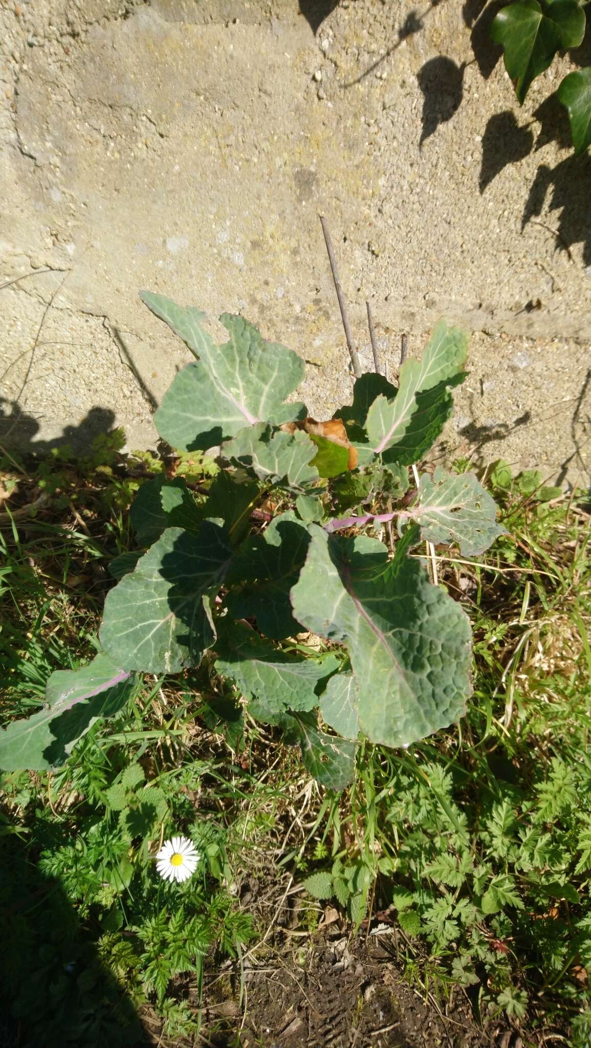 صورة Brassica oleracea var. oleracea