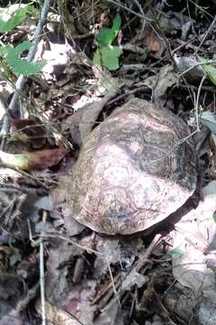 Image of Mexican Spotted Terrapin