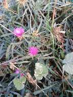 Image of red star-thistle