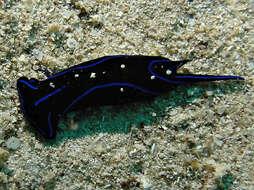 Image of Black and blue swallowtail slug