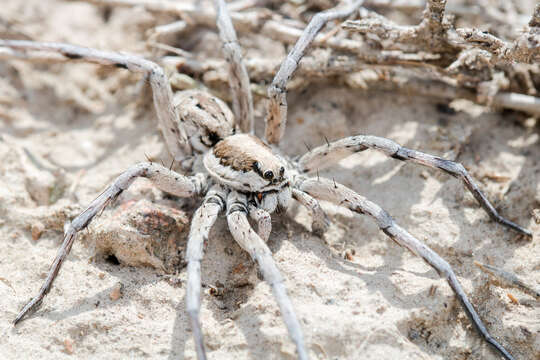 Image of Lycosa praegrandis C. L. Koch 1836