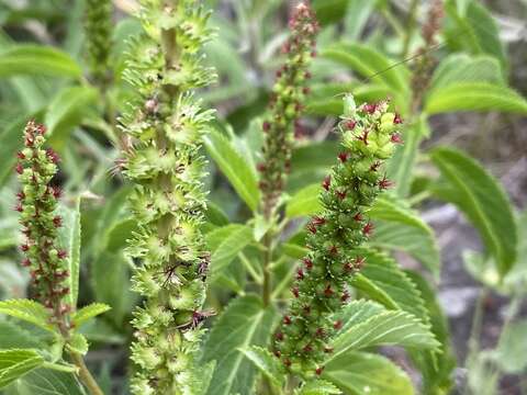 Image of Acalypha communis Müll. Arg.