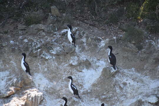 Image of New Zealand King Shag