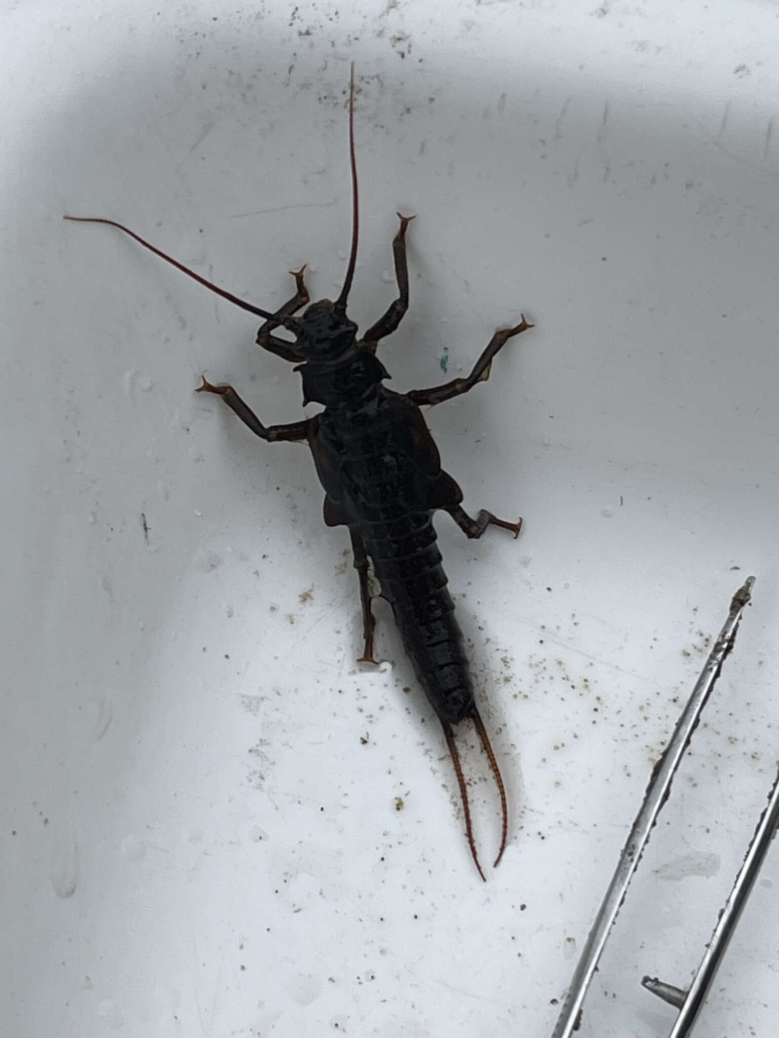 Image of Midwestern Salmonfly