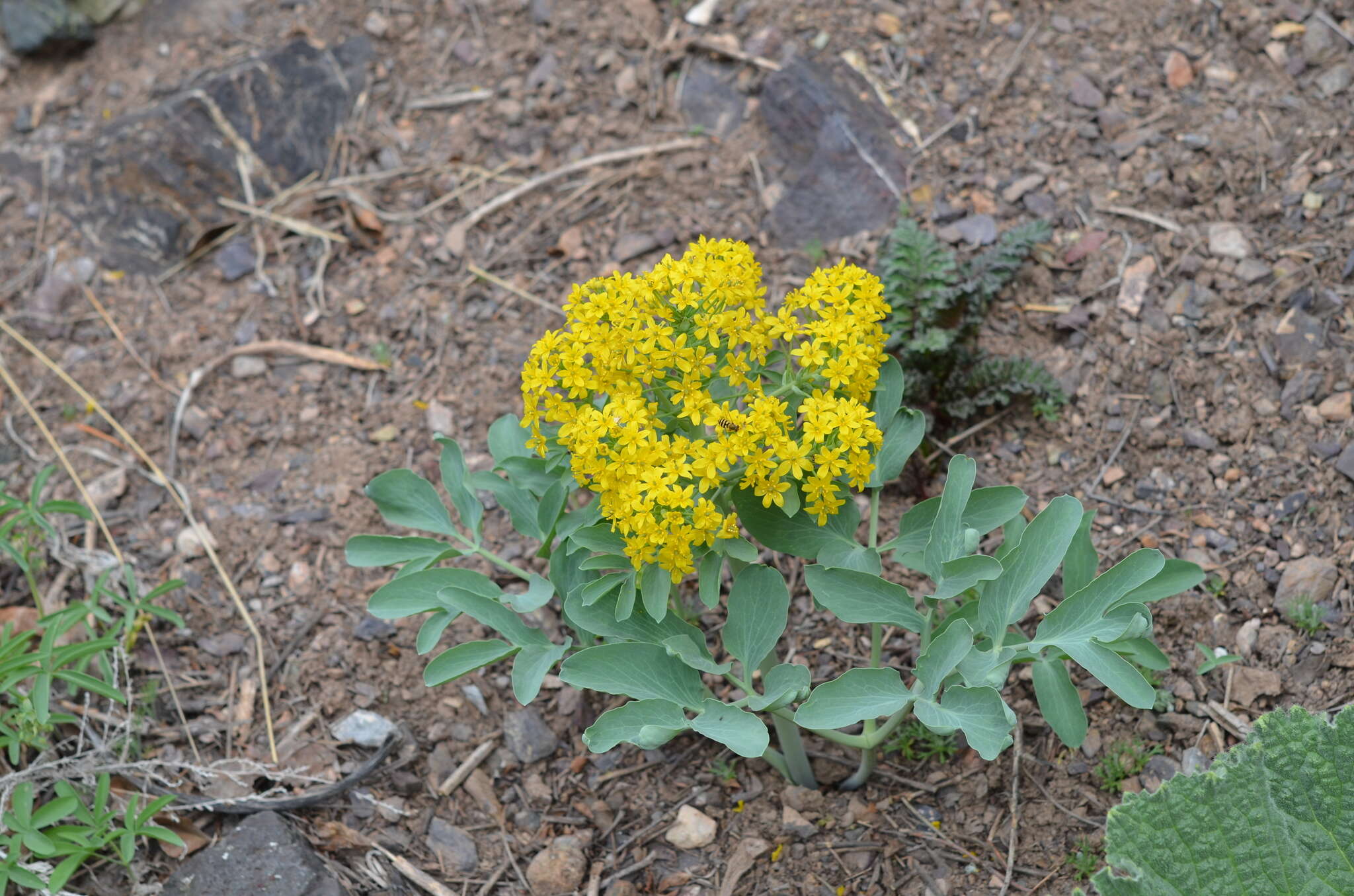 Leontice leontopetalum subsp. ewersmannii (Bunge) Coode的圖片