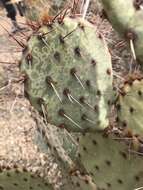 Image of Opuntia chlorotic ringspot virus