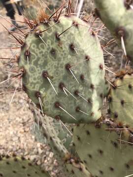 Sivun Opuntia chlorotic ringspot virus kuva