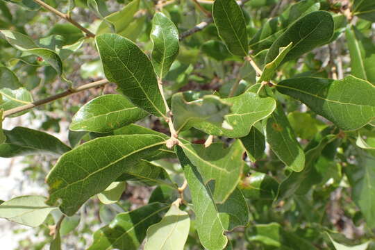 Image of Chapman Oak