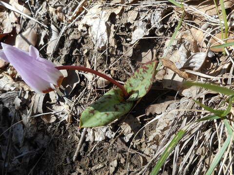 Image of Dog tooth lily