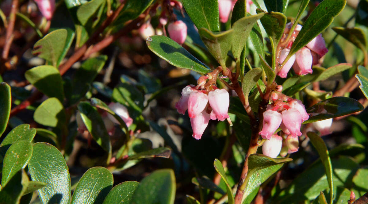 Image of bearberry