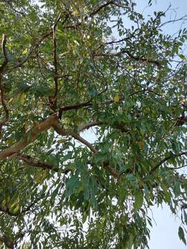 Image of Lavender tree