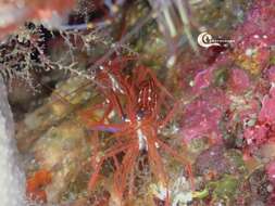 Image of Mediterranean cleaner shrimp