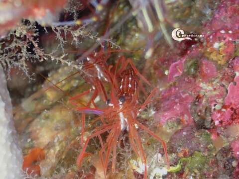 Image of Mediterranean cleaner shrimp