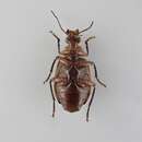 صورة Lebia (Lebia) sellata Dejean 1825