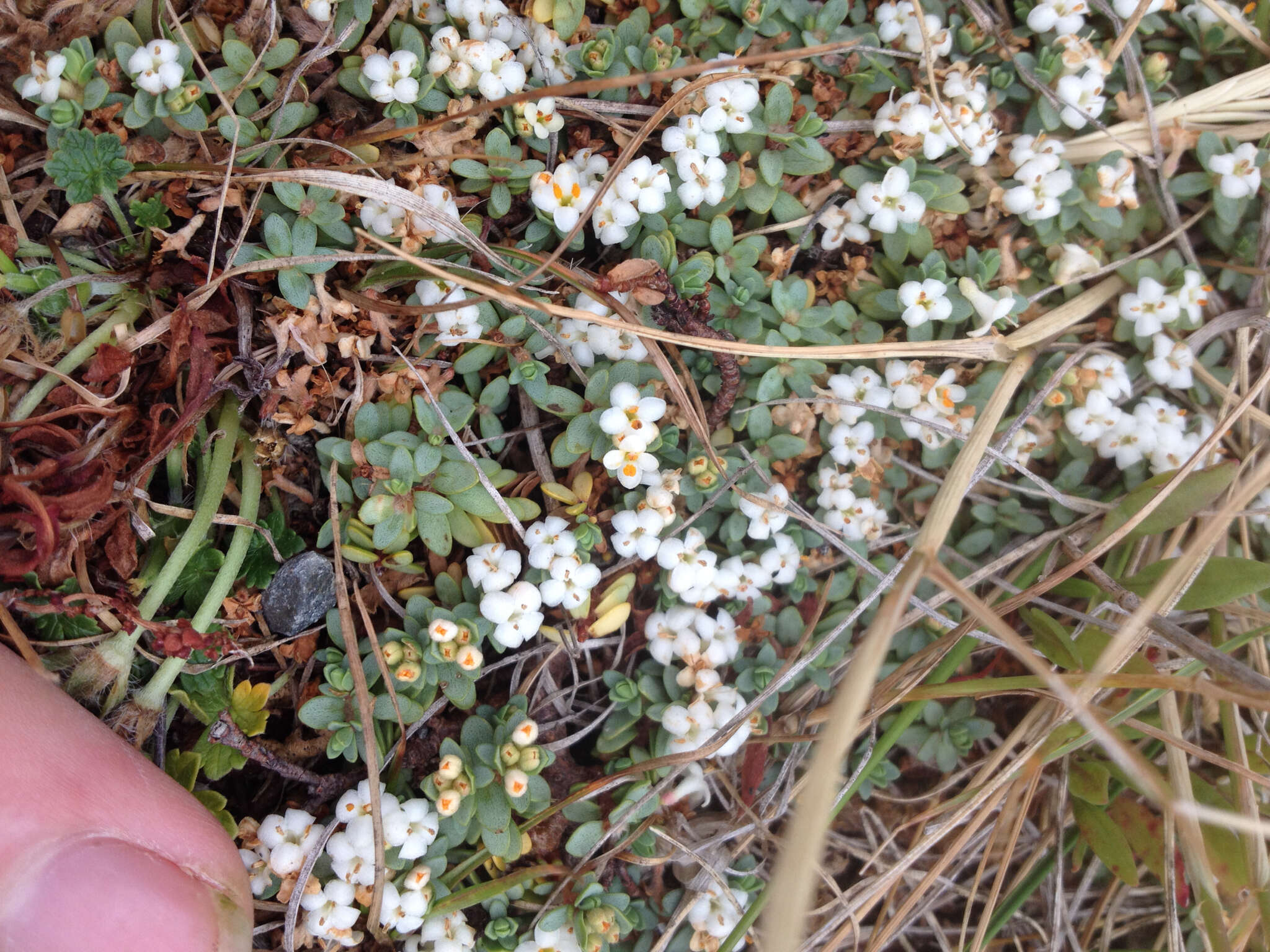 Image of Pimelea prostrata subsp. seismica C. J. Burrows