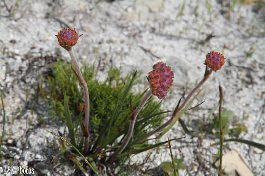 Image of Dilatris pillansii W. F. Barker