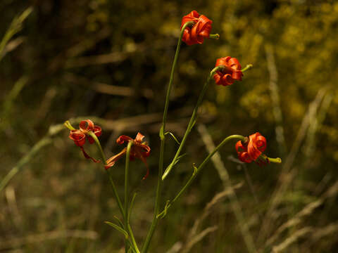 Image of Lilium pomponium L.