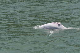 Image of Chinese Humpback Dolphin