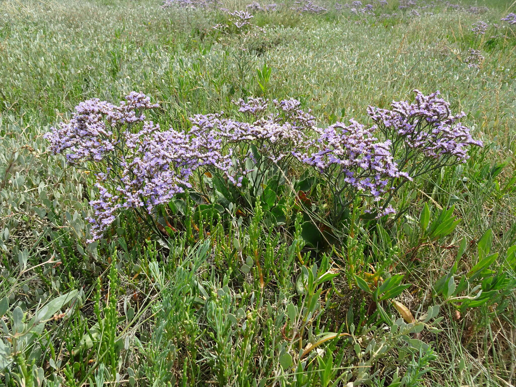 Image of Mediterranean sea lavender