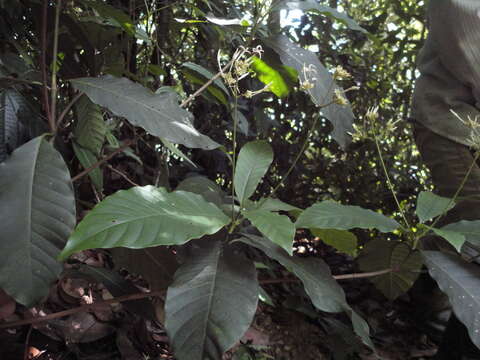 Image of Ciliosemina purdieana (Wedd.) Antonelli