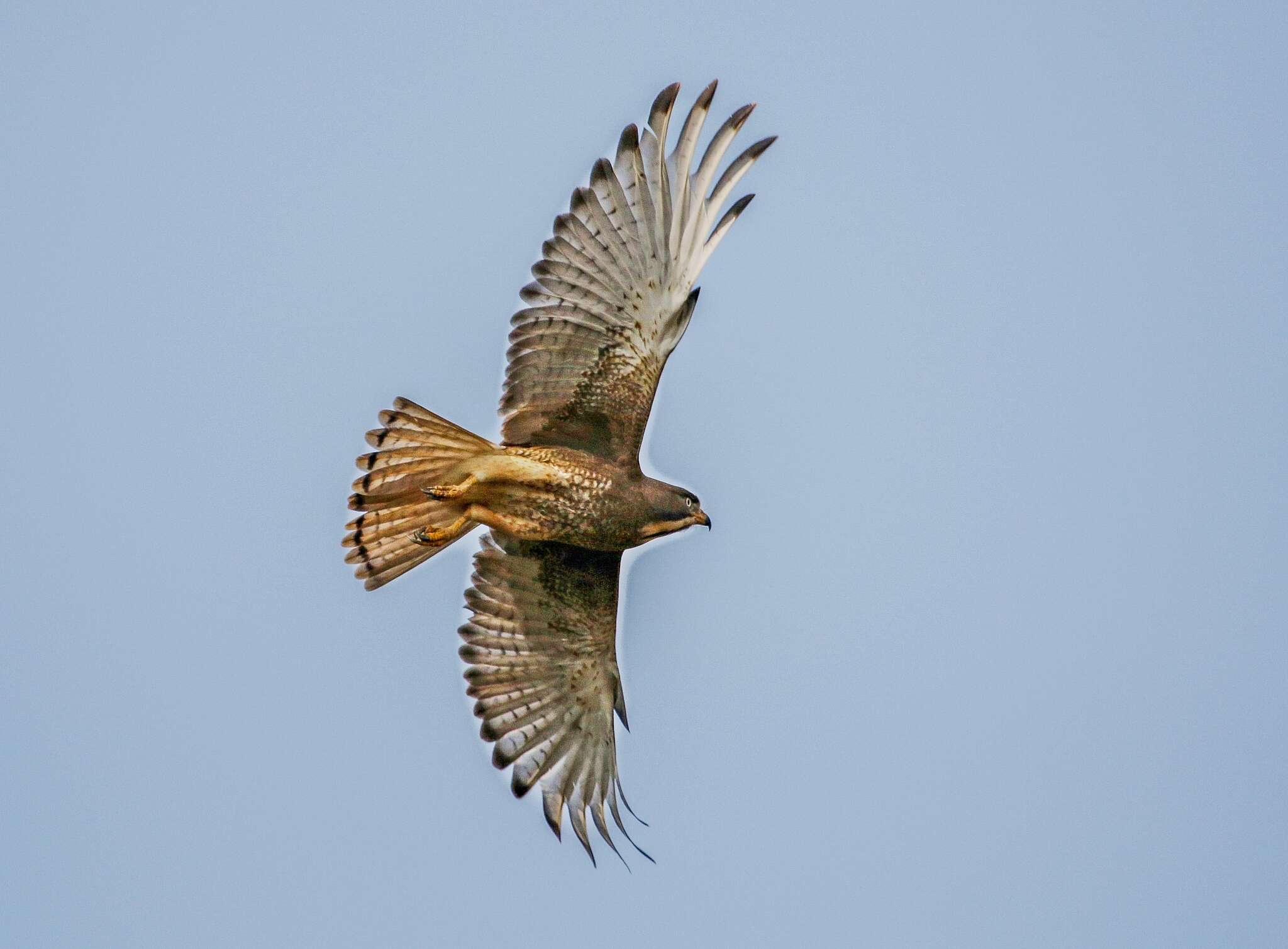 Image of White-eyed Buzzard