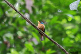 Image of Blue-cheeked Jacamar