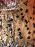 Image of Pyrenula dermatodes (Borrer) Schaer.