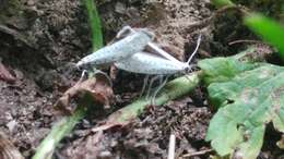 Image of Bird-cherry Ermine