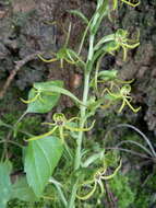 Habenaria novemfida Lindl. resmi