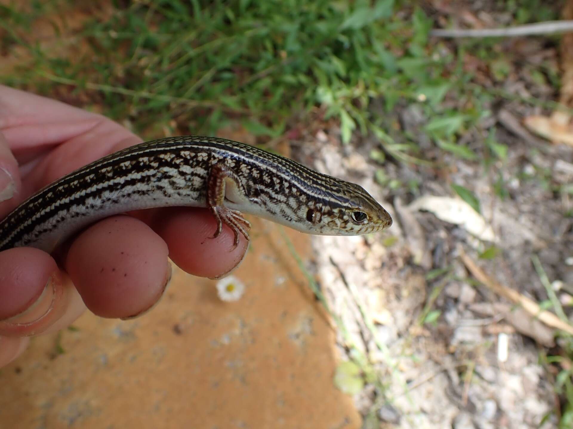 Слика од Ctenotus australis (Gray 1838)