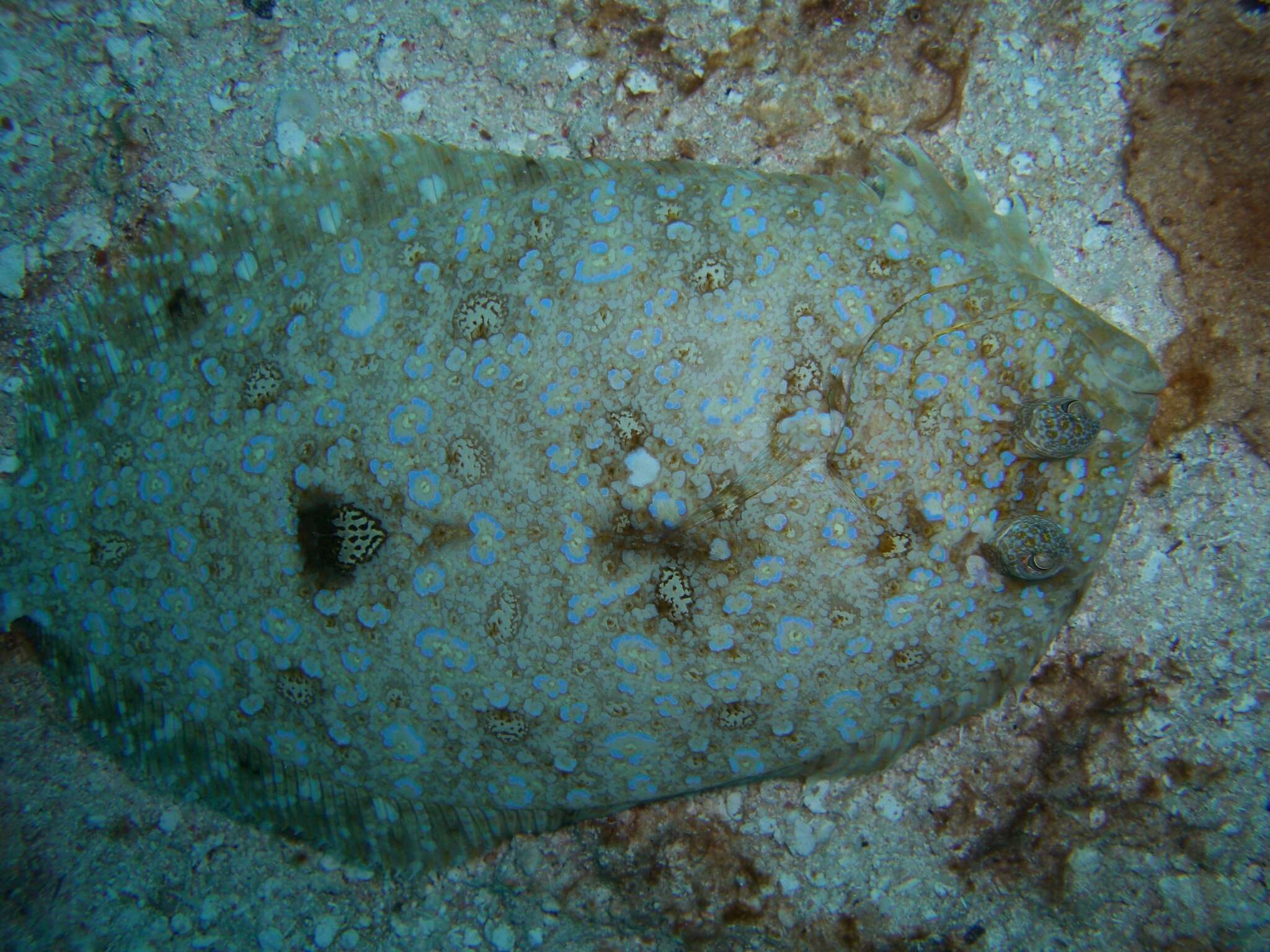 Image of Maculated Flounder