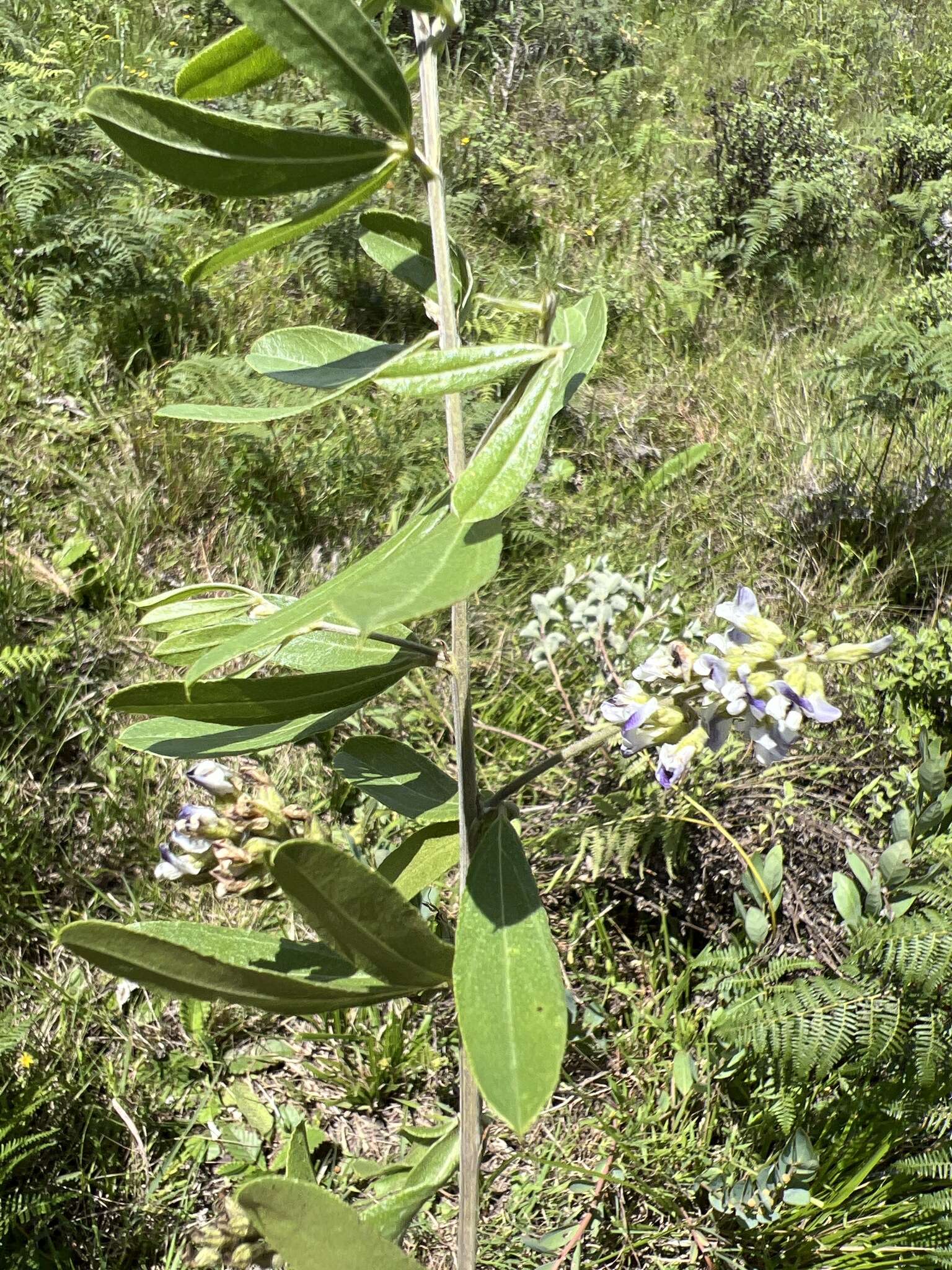 Image of Grassland blue pea