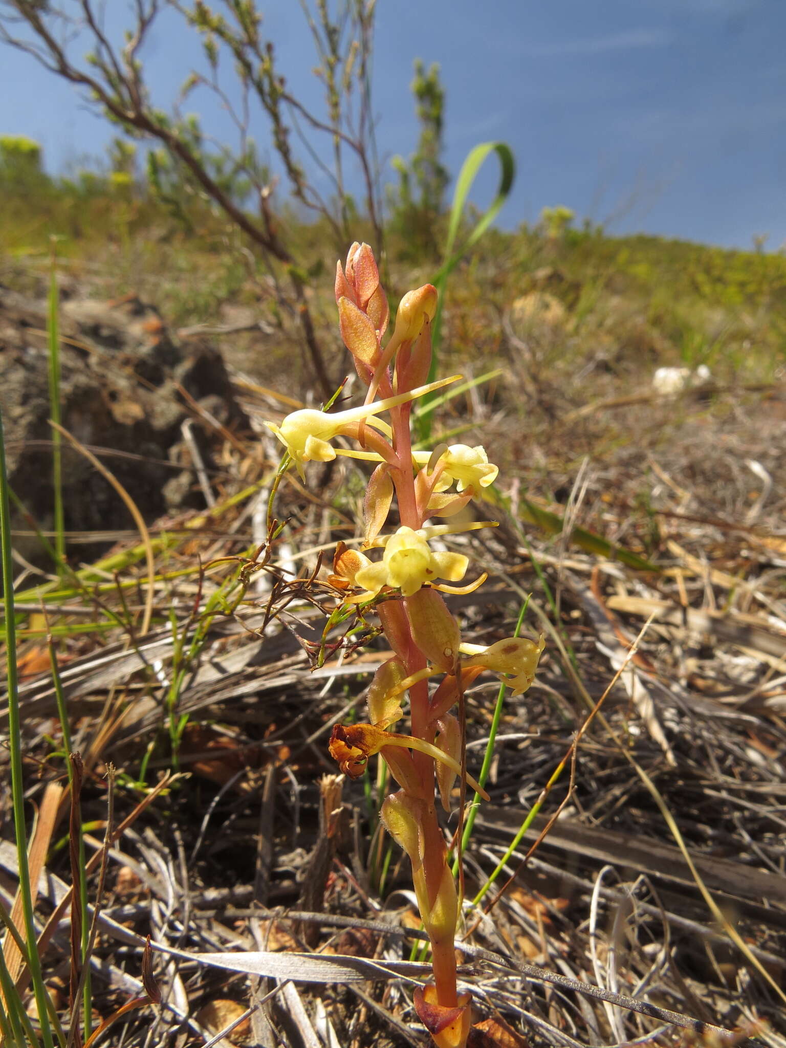 Image of Satyrium bicorne (L.) Thunb.