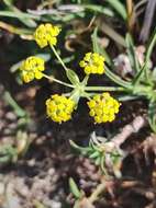 Bupleurum ranunculoides subsp. ranunculoides resmi