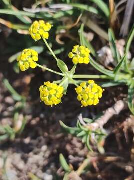 Image of Bupleurum ranunculoides subsp. ranunculoides