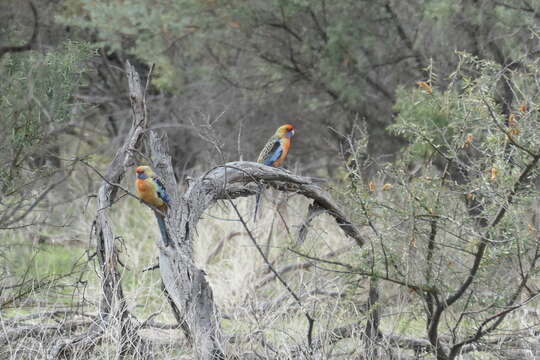 Platycercus elegans subadelaidae Mathews 1912 resmi