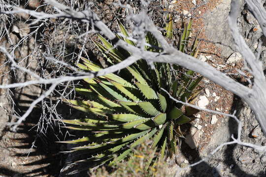 Слика од Agave utahensis subsp. kaibabensis (McKelvey) Gentry