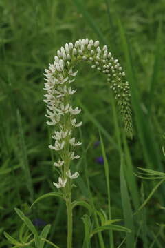 Lysimachia barystachys Bunge resmi