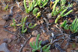 صورة Cephalophyllum diversiphyllum (Haw.) N. E. Br.