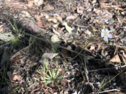 Image of Drosera dilatatopetiolaris Kondo