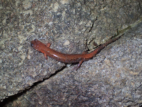 Image of Webster's Salamander